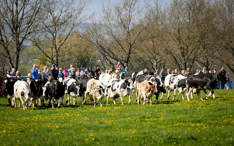 Skånemejeriers kosläpp