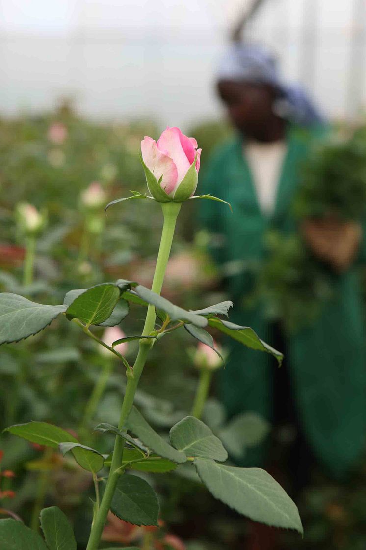 Ros på Fairtrade-certifierat plantage i Kenya