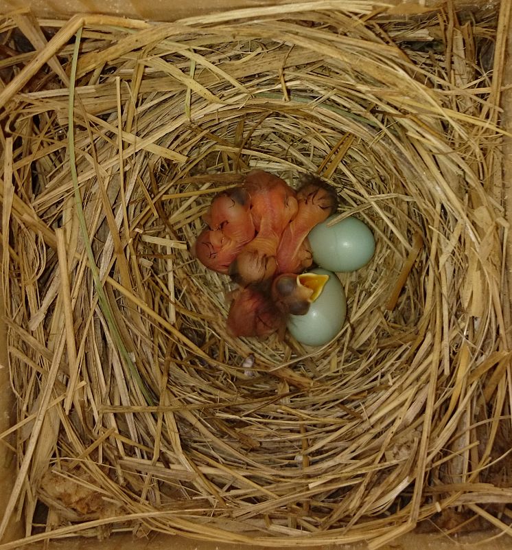 Flycatcher nestlings