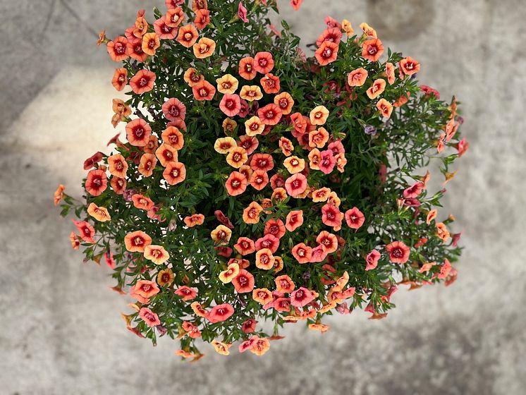 Calibrachoa Double Salmon_2024