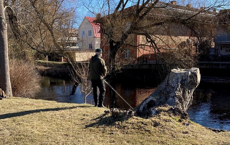 Ronnebyån_fiskepremiär