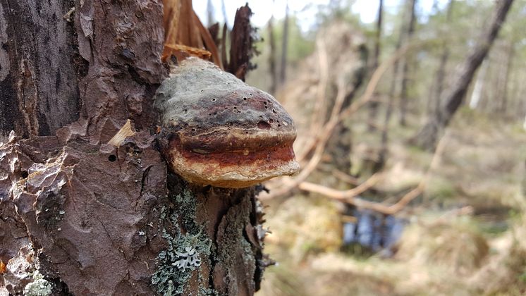 Pålsbo naturreservat, Borås kommun 