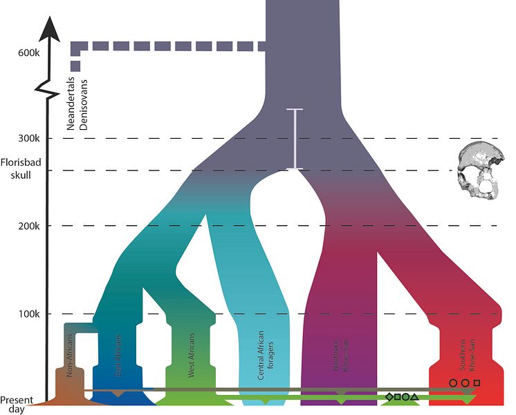 Demographic_model