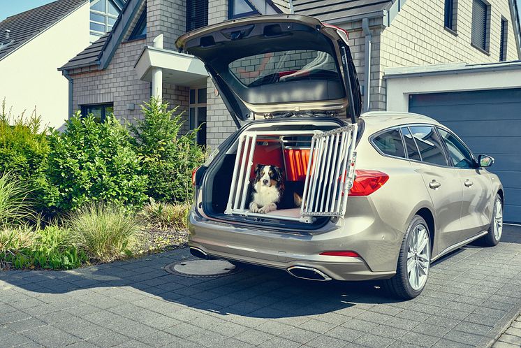 2019_FORD_FOCUS_DOGBOX_3 (1)