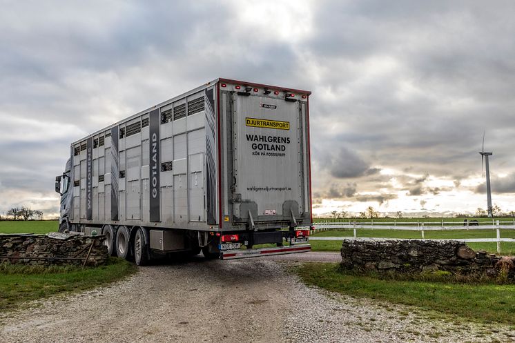 Erik Levander och Maria Eriksson på Bols Gård i Havdhem på södra Gotland deltar i Smak av Gotlands projekt Fossilfritt kött.