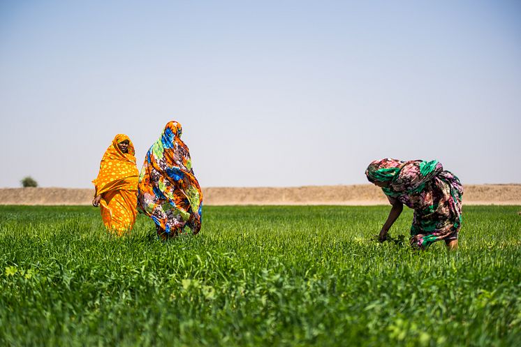UNDP-Sudan-2020-wheat-farming-1225.jpg