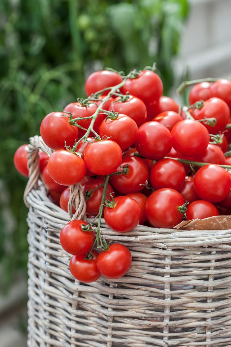 lykopenfyllda tomater