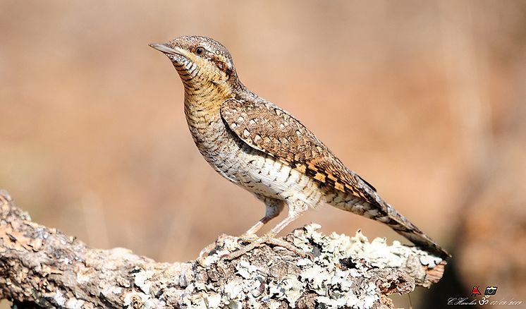 wryneck-ch-960