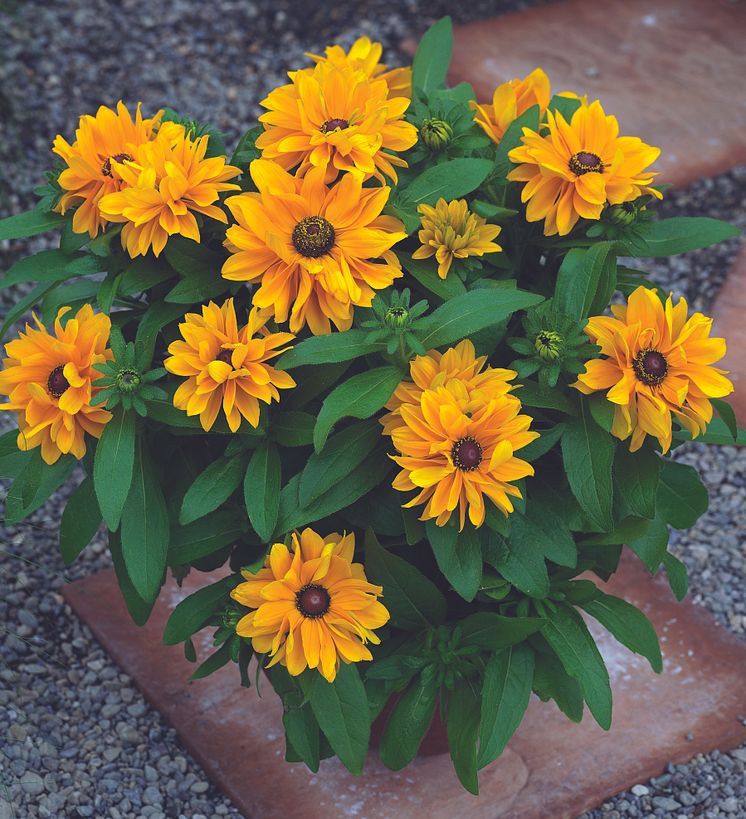 Sommarrudbeckia  'Tigereyegold' ovanfrån