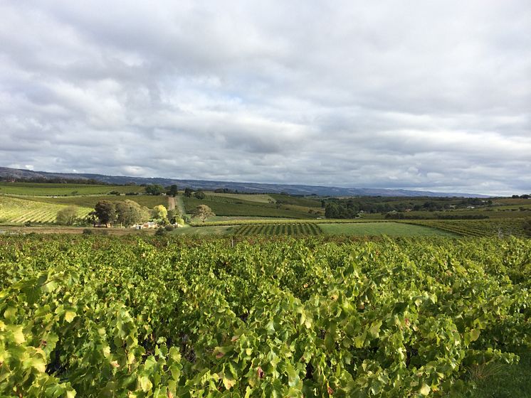 Aphelion vineyard.JPG