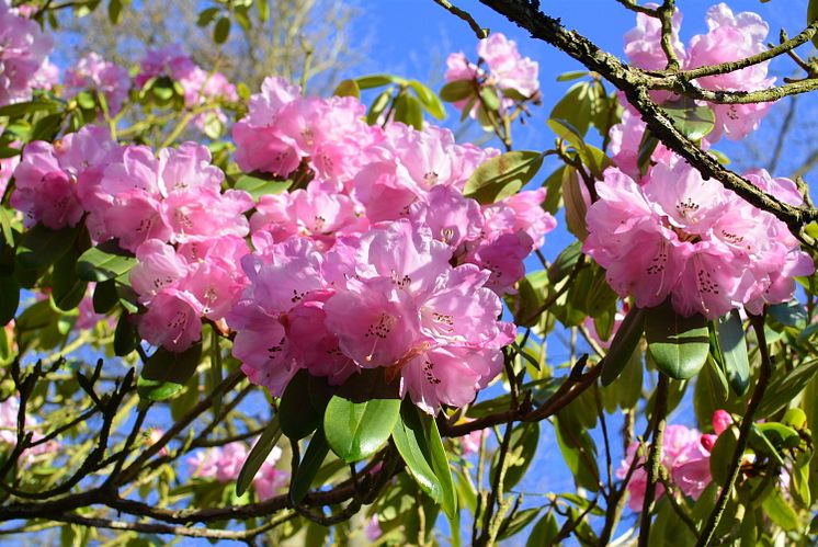 Rhododendronblomning på Sofiero