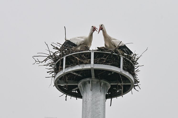 20240305_Storchennest Pfaffenhausen