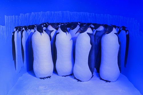 Polartrakterna - Kejsarpingviner