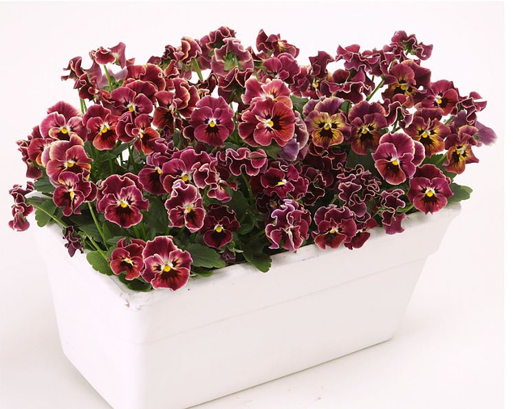 Viola-wittrockiana-Frizzle-Sizzle-Mini-Purple-Shades_34678_5