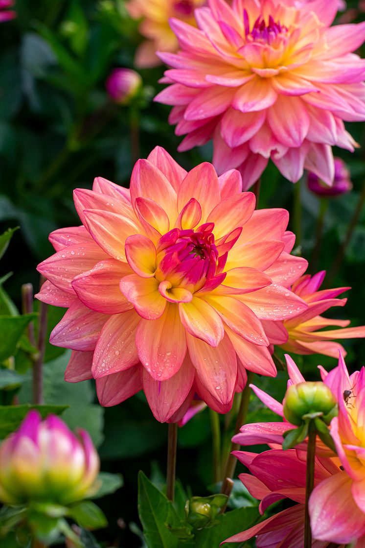 Dekorativdahlia 'Melody Dora' . Blomsterlandet 2023