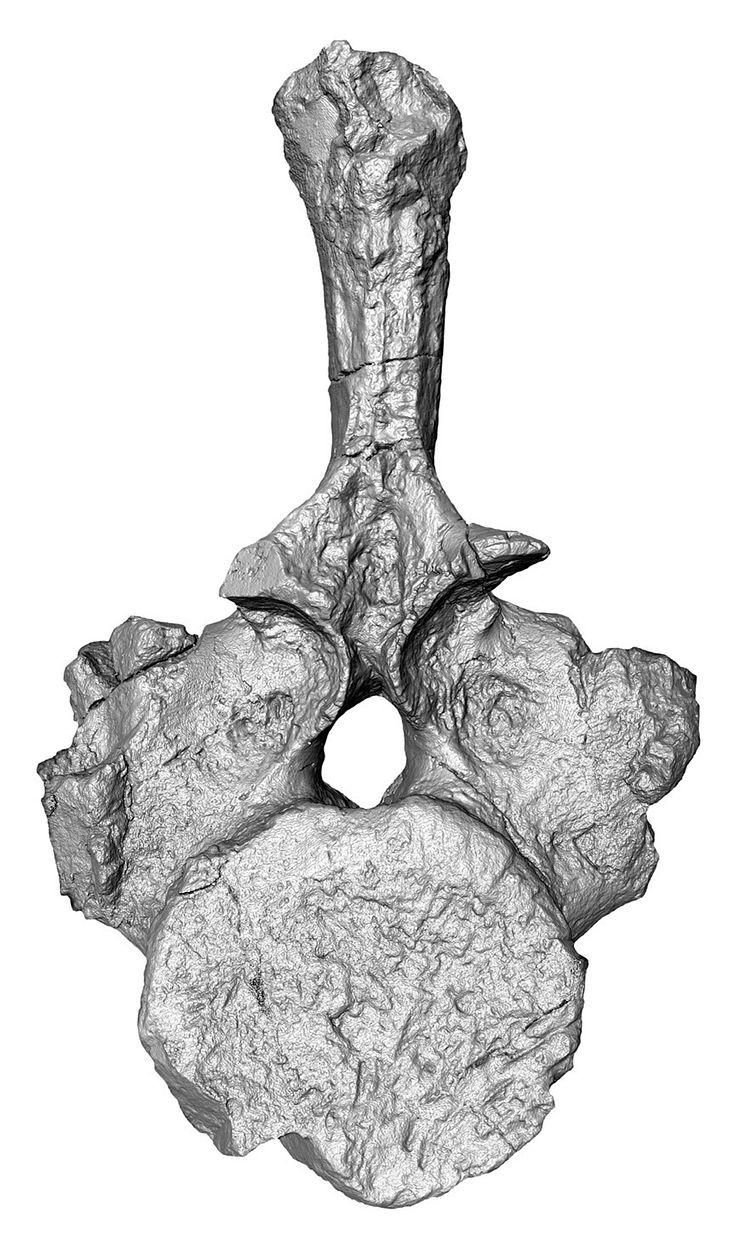 New Zealand nothosaur vertebra, computerised tomography