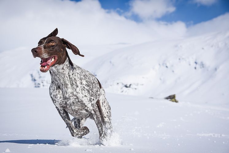 Hunden Cooper - Sofia Henrikssons träningskompis som ofta hamnar på bild.