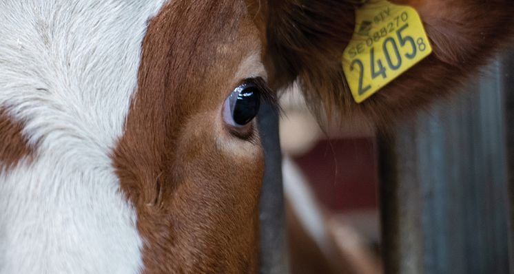 Boka in årets Mjölkvecka på SLU i Uppsala