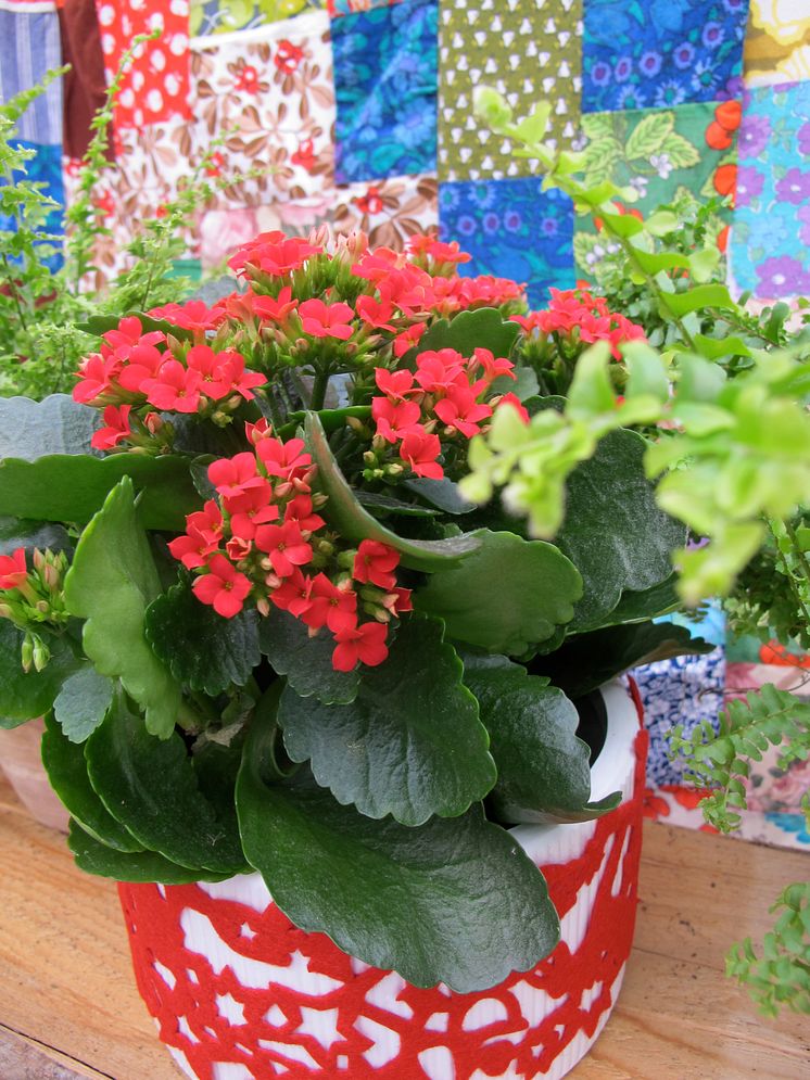 Kalanchoe - en av de sju som ger en fröjdefull jul