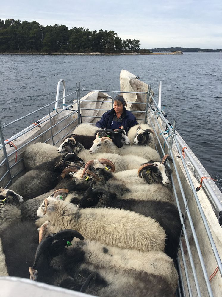 Får på hav - i ALUKIN CWA 850