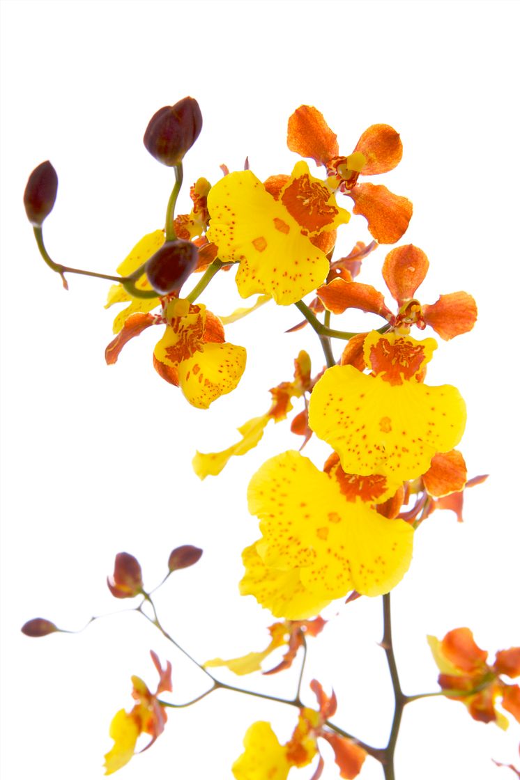 Oncidium