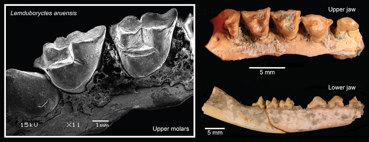 Lemdubuoryctes aruensis fossil teeth and jaws