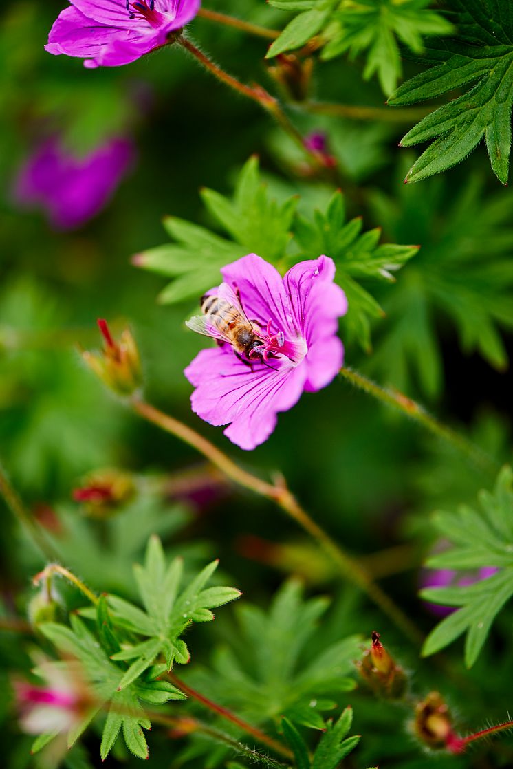 Plantagen_Pollineringsveckan_3