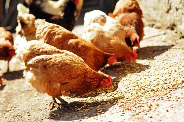 PFAS, dioxin och PCB i ekoägg
