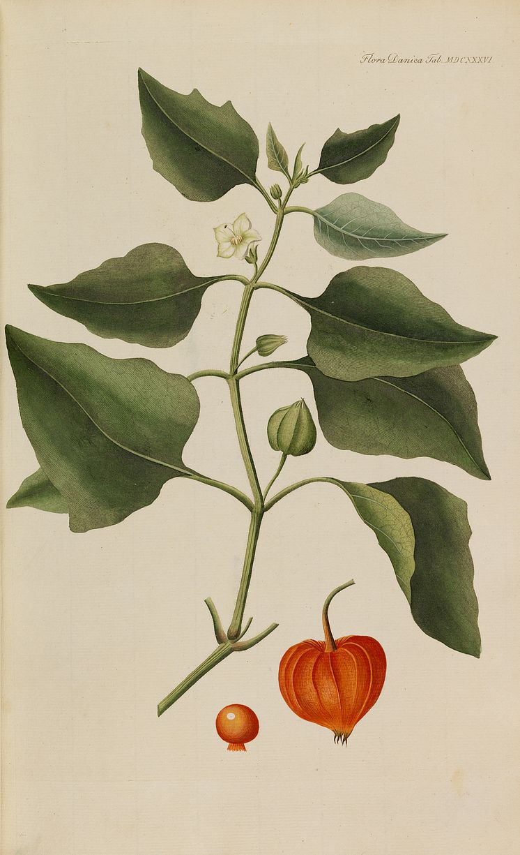 G.C. Oeder: Flora Danica. Copenhagen 1761–1883. Complete with 3240 original hand-coloured plates. Estimate: DKK 300,000-400,000. / € 40,000-54,000.