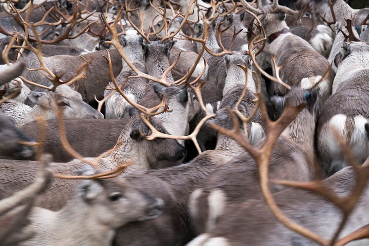 Alta - Reindeer herding-Photo -Alexander Benjaminsen - VisitNorway.com.JPG