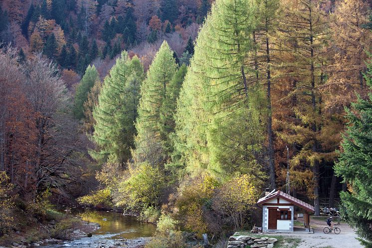 Selva de Irati, Pirineo oriental de Navarra