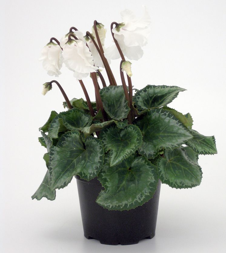 Cyclamen persicum ´Miniwella´