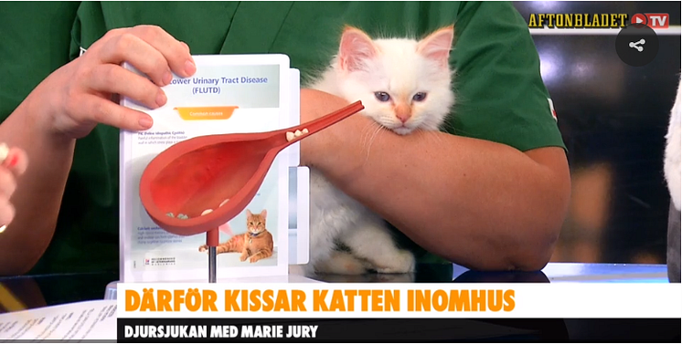 vanliga sjukdom katt