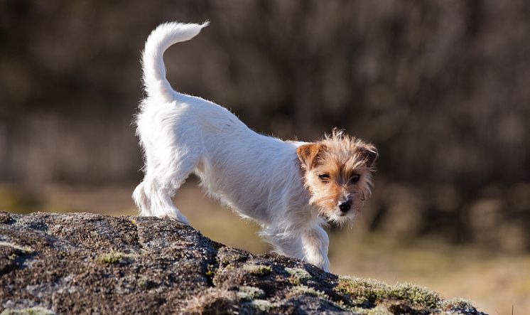 Jackrusseln Mocka