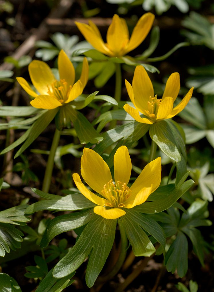 Vintergäck Eranthis hyemalis