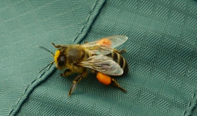 Bi med fulla pollensäckar