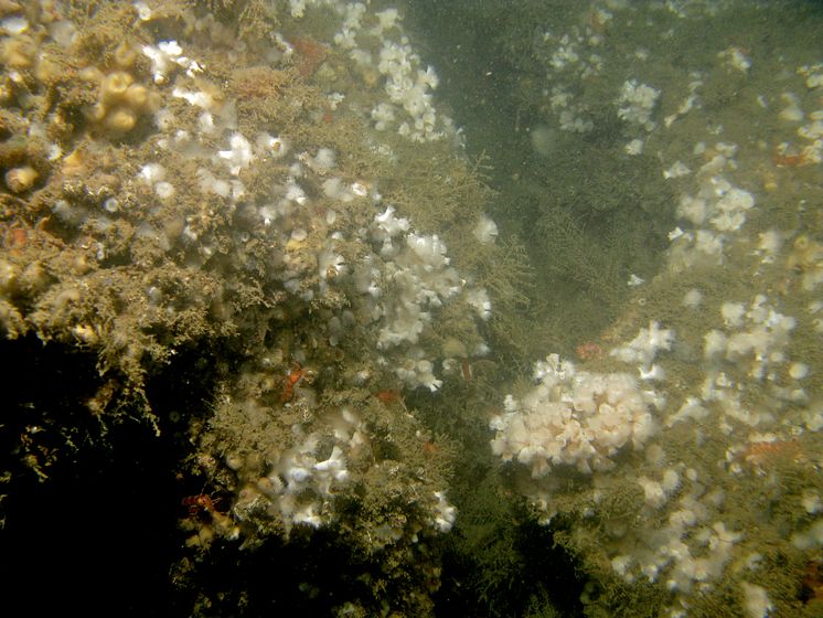 Korallrev vid Väderöarna