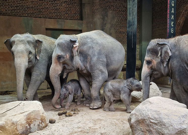 Elefanten Thuza, Kewa und Pantha mit den beiden Jungtieren
