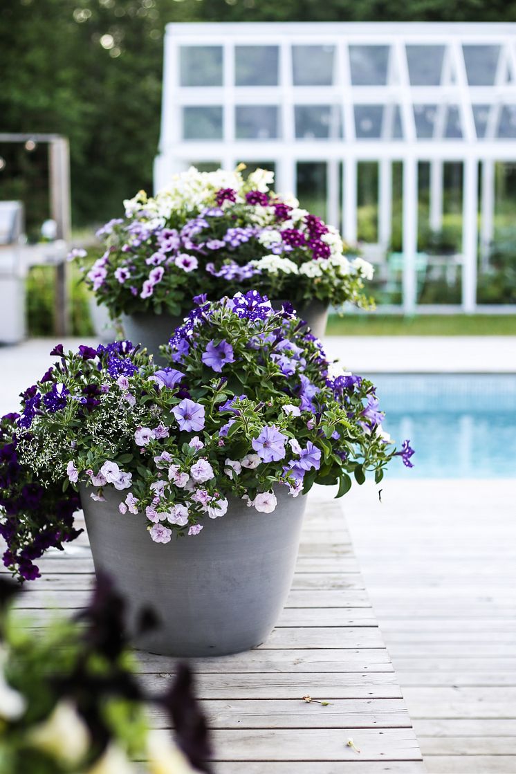 Petunia, olika sorter samt snötörel