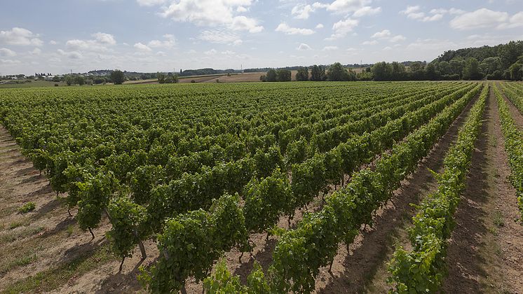 Vineyards in Montreuil Bellay