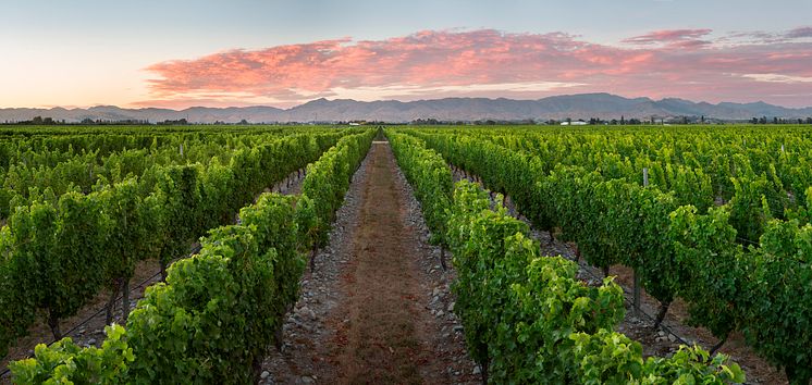 Stoneleigh Vineyard dawn