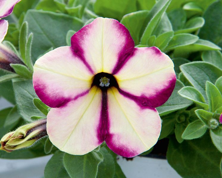 Petunia Swirl