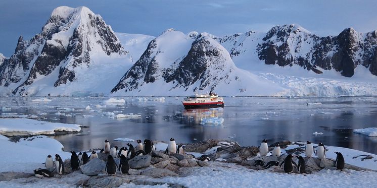 Gentoo penguin at Petermann Island, Antarctica