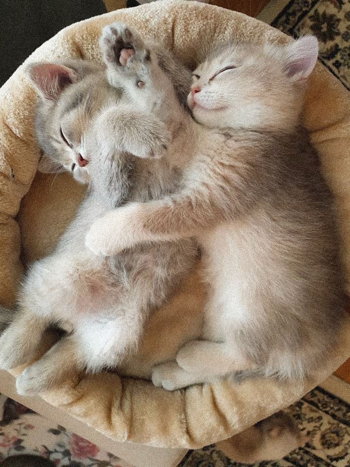 kittens-cuddle.jpg