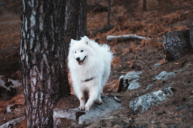 Hund22.jpg