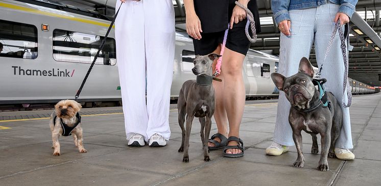 Rail operator launches 'Blue Wag Guide' for dog-friendly days out