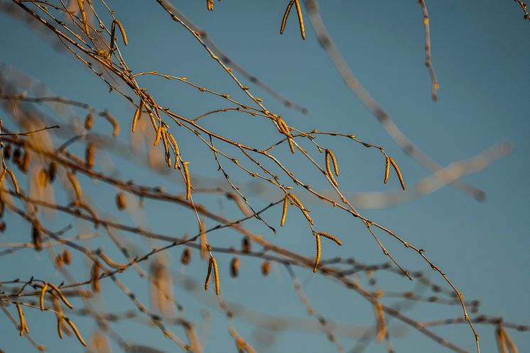 Björkpollen och allergi