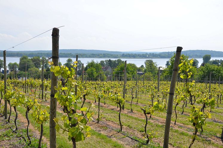 Weinberge Werder Havel