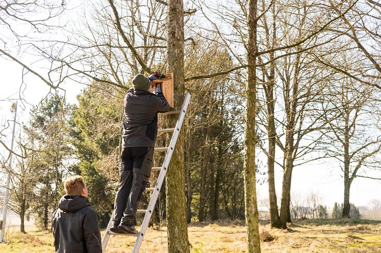 Stærekasser på Golfbanen (39)