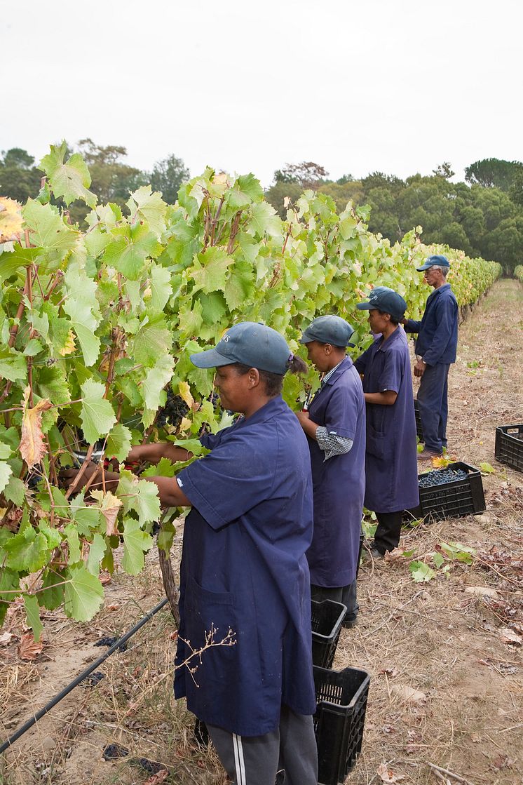 Utställningen Digging for democracy: 02_Solms farmworkers